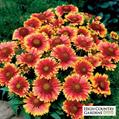 blanket flower